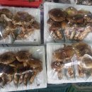 피반령송어나라 이미지