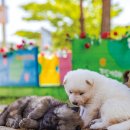 영등제2공원 | 잠깐 들르려다 머물게 될걸요, 진도