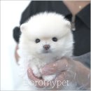 부산 강아지분양 도로시펫 네이버블로그