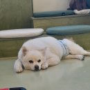 퍼피스 이미지