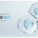 메타퀸