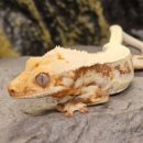 파충류샵 렙타일스테이션 이미지