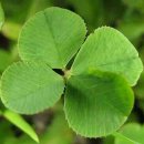 봄부동산 이미지