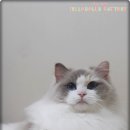 젤로돌스 이미지