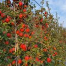 가나안농원 이미지