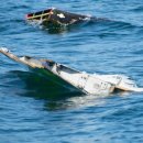 셰이크로그 이미지