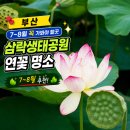 세븐일레븐 부산사상삼락점 | 부산 삼락생태공원 연꽃 명소 7~8월 꼭 가봐야 할 부산 여름 여행지 솔직후기(2026 최신)