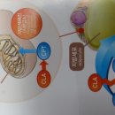 다이어트코리아 이미지