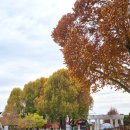 탄금공원 | 충주 아이와 가볼만한곳 탄금공원 나무숲놀이터 가을 피크닉하기 좋은 장소