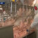 강화닭유통