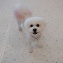 완산애견 이미지