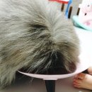 애니멀 쉐프 이미지