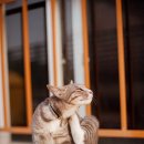 고양이의 하루 이미지