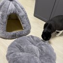 몽글몽글 펫 | 고양이 숨숨집 추천 마브펫 겨울 이글루 하우스