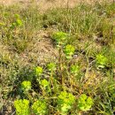 로맨스 다육 이미지