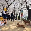 꽃길걷개 이미지