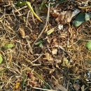 봄농사 시작 - 양배추, 브로콜리 모종 옮겨 심기 이미지