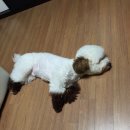 노랑통닭 명일점 | 노랑통닭 치맥 유부녀의밤~~^^ 천호노랑통닭 명일노랑통닭 신당동떡볶이과자 기린이찌방 삿뽀로