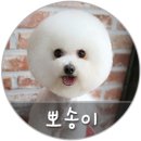 변신하개 이미지