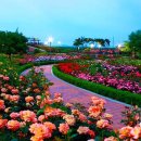 장미축제 이미지