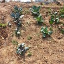 벼리농장 이미지