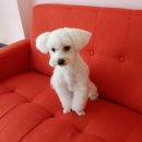 도그리썸 이미지