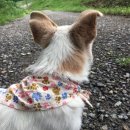 용인시동물보호센터 이미지