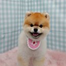 펫피파니 이미지