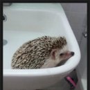 몽몽 Daum카페