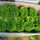 진열농장 이미지