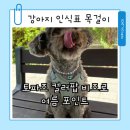 강아지 인식표 목걸이 토파즈 컬러팝 비즈 착용 후기