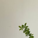식물하나담다 - 군산시 미장6길 38 | 식물하나담다