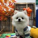 포댕 이미지