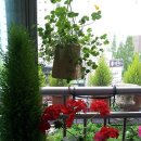 한잎클로버 이미지