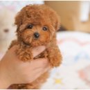 함께 있어줄개 이미지