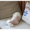 와니동물병원 이미지