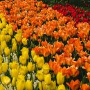 선교 중앙교회 앞 이미지