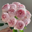 피오니 Daum카페