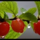 로즈향기 이미지