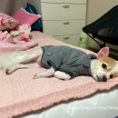 보드레 애견미용실 이미지