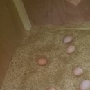 하늘농장2 이미지