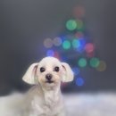 어쩔댕댕 이미지