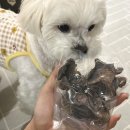 댕꼬미다 이미지