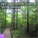 국립 대관령자연휴양림 이미지