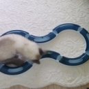 와리가리 이미지