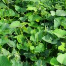 트로트 국가대표 한일전 노래 이미지