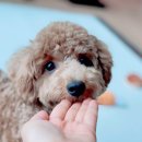 강아지 이모 이미지