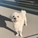 그린동물병원 | 인천 24시 스카이 동물메디컬센터 방문 내돈내산 솔직 후기 / 그린벳 알러지검사 60종 &amp; 보강접종