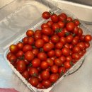 고령과일채소 | 방울토마토 다이어트 시작! 뿌리깊은청년 고령 대추 방울토마토 4kg 솔직후기