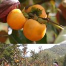 은티농장 이미지